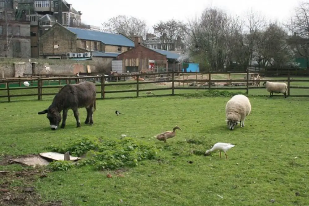 Meal first image