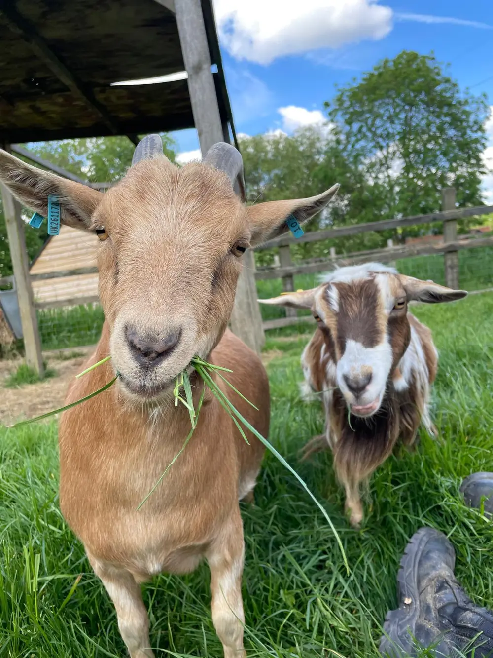 Little Farmers Party, Merton Park, Merton, London, UK