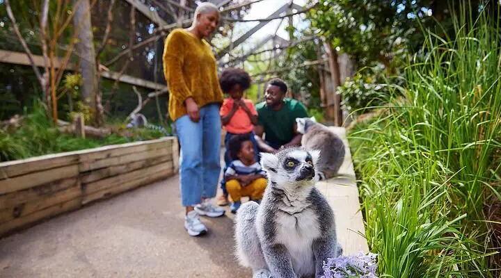 Little Safari, Battersea, Wandsworth, London, UK